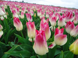 Keukenhof (67)